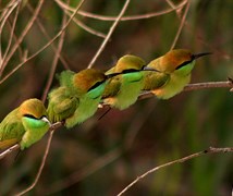 Green Bee Eater