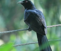 Asian Koel