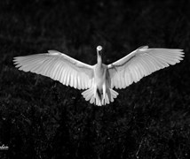 Egret