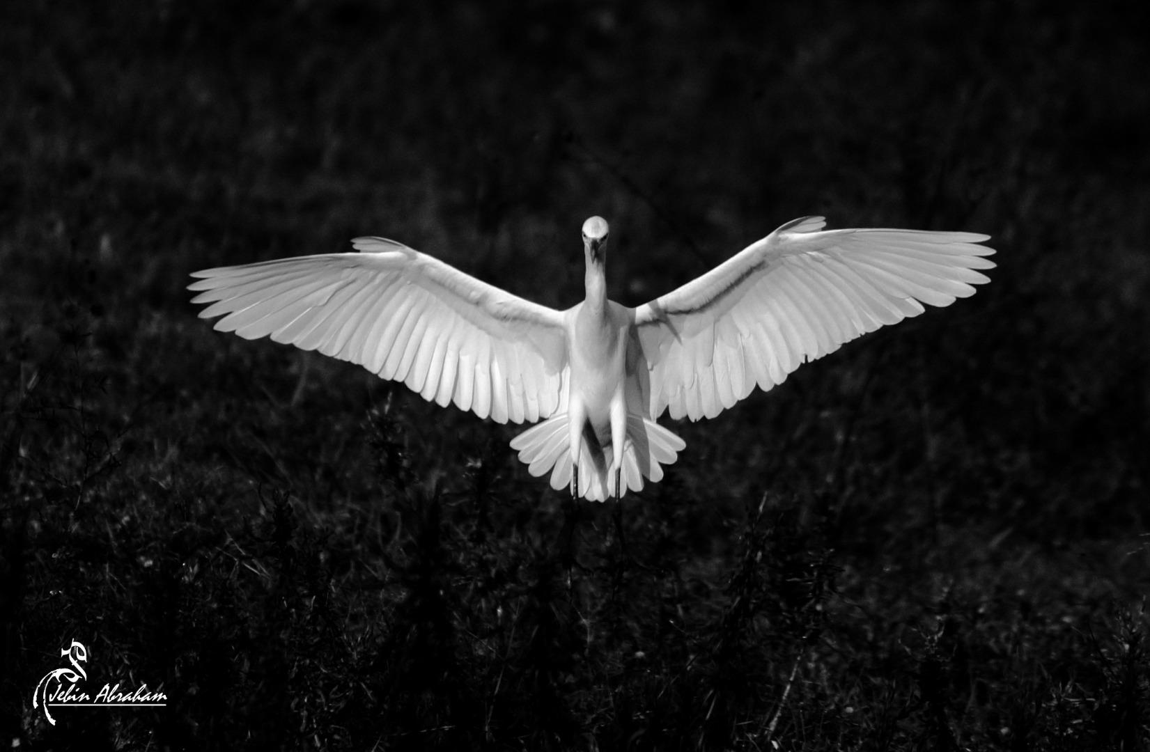 Egret