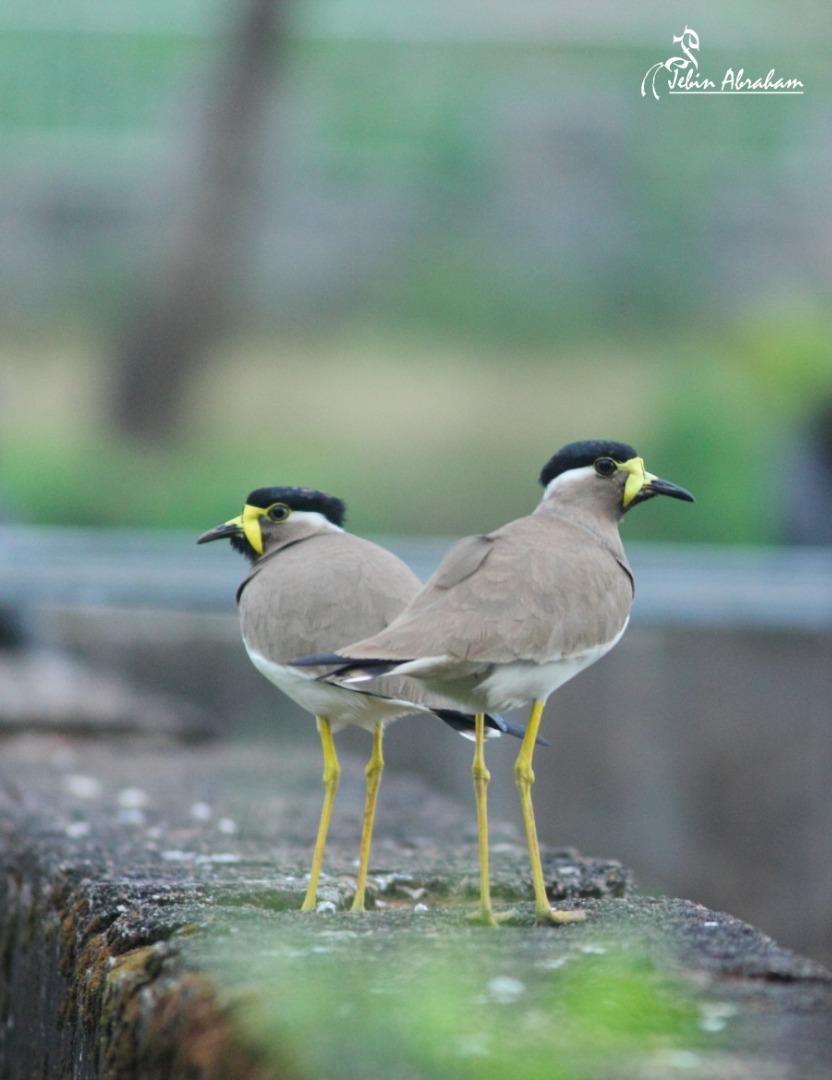 Yellow Wattled Lapwing