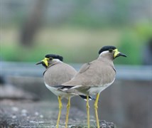 Yellow Wattled Lapwing