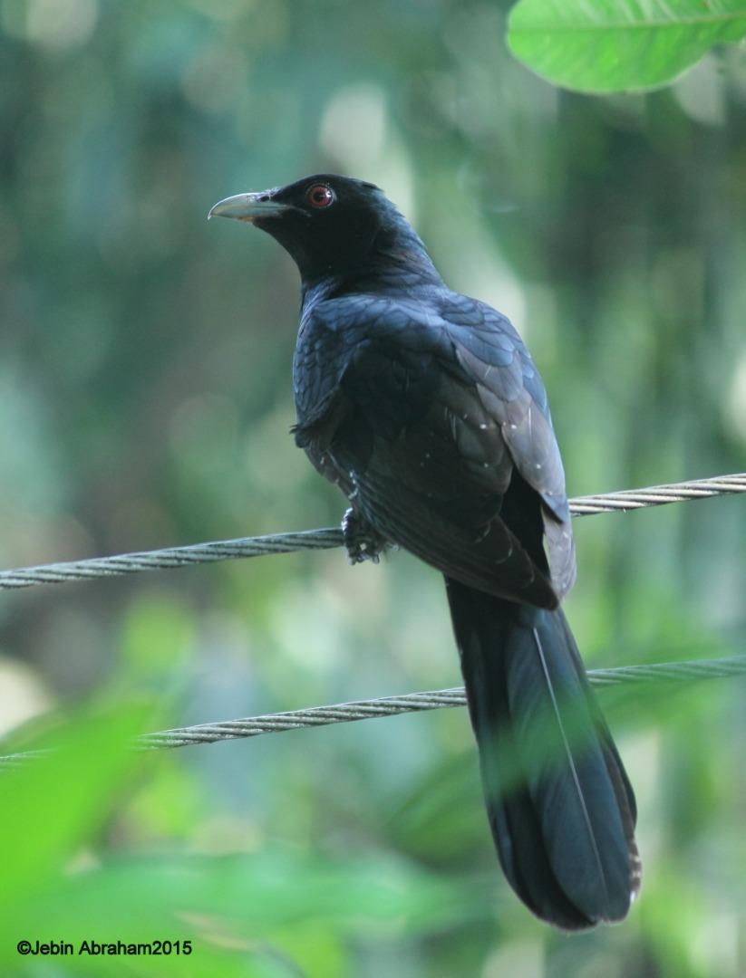 Asian Koel