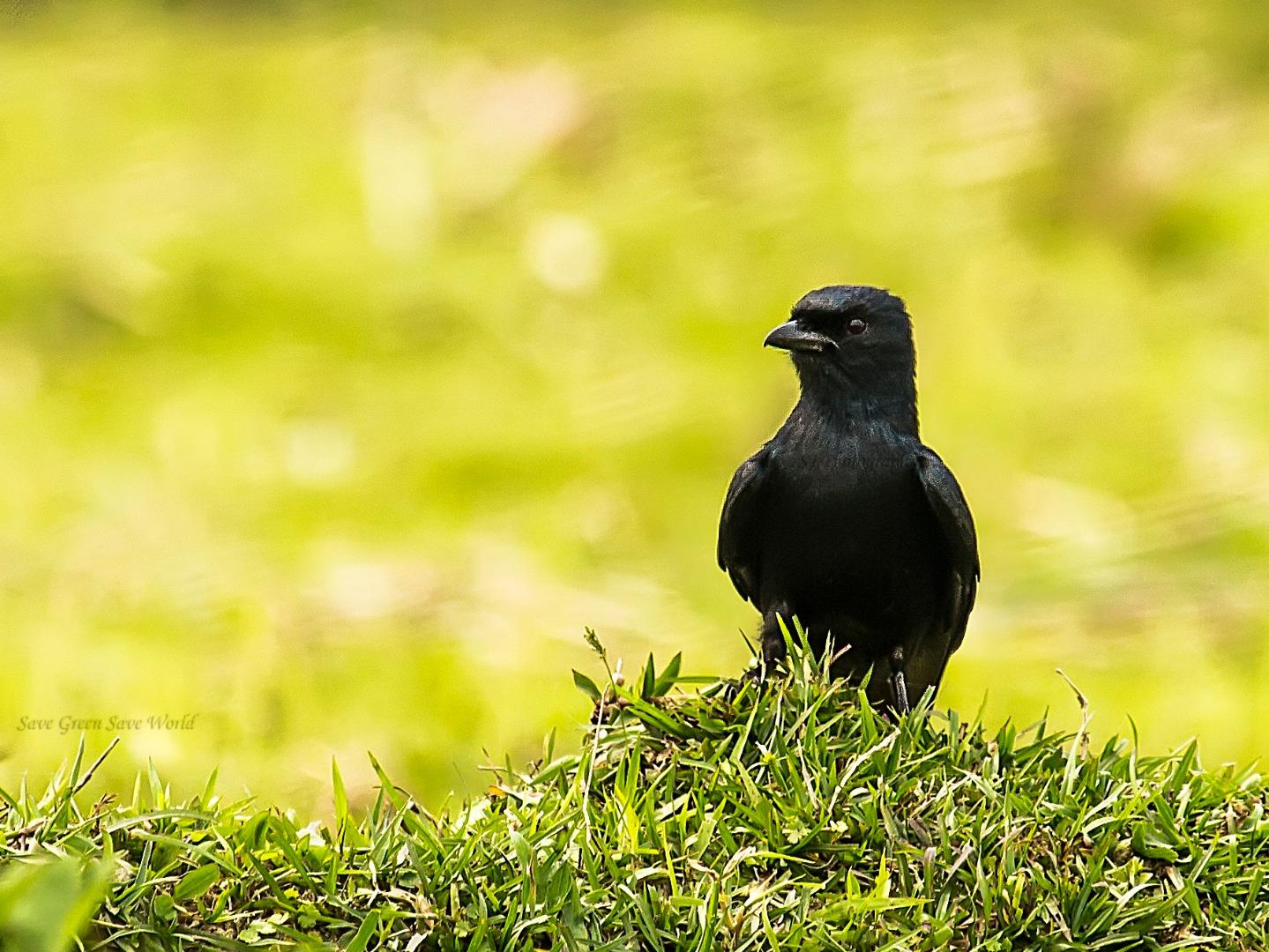 Black drongo