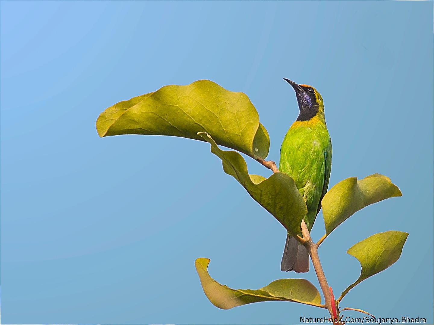 Golden-fronted leafbird