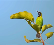 Golden-fronted leafbird