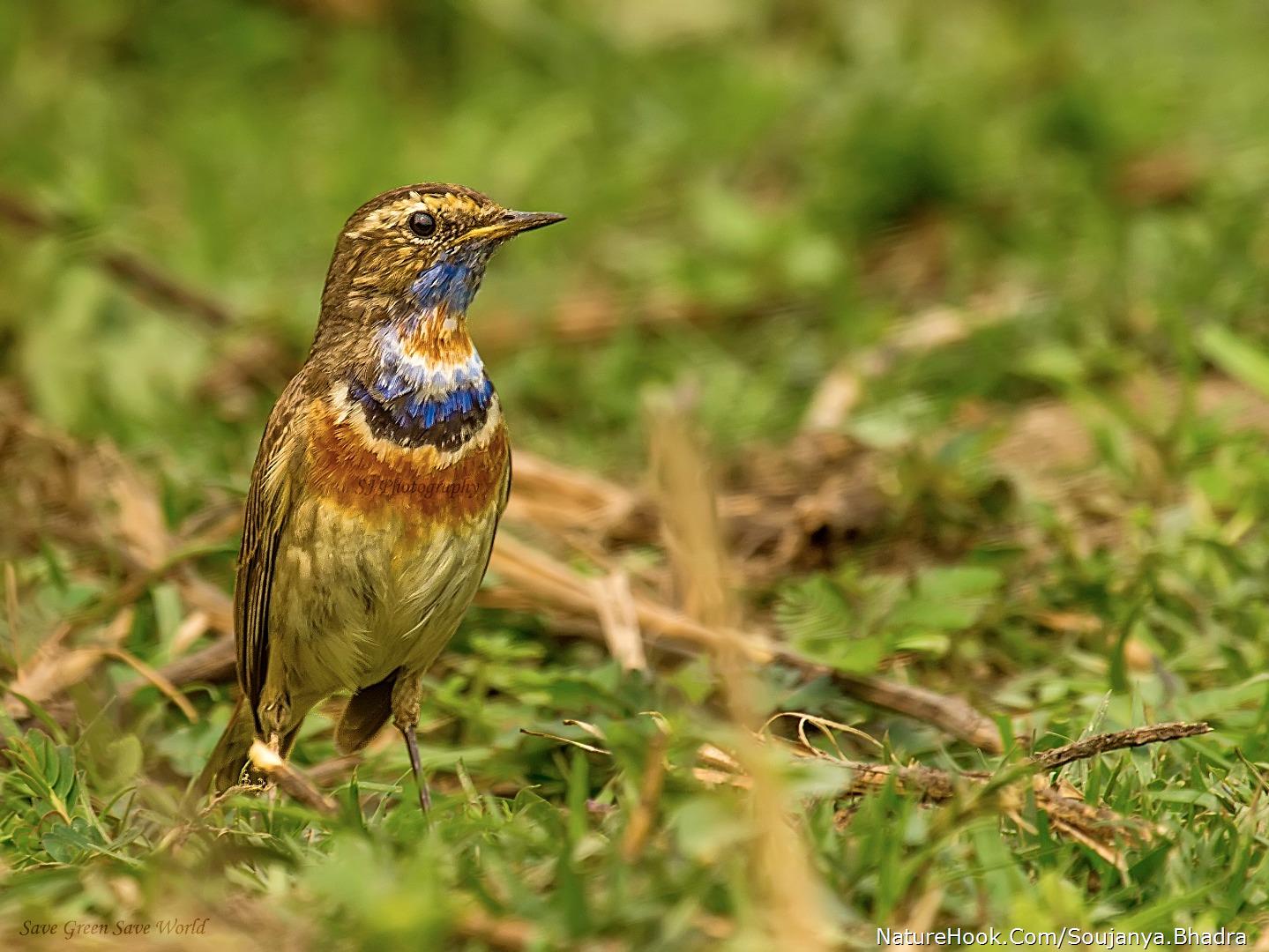 Bluethroat