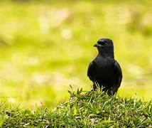 Black drongo