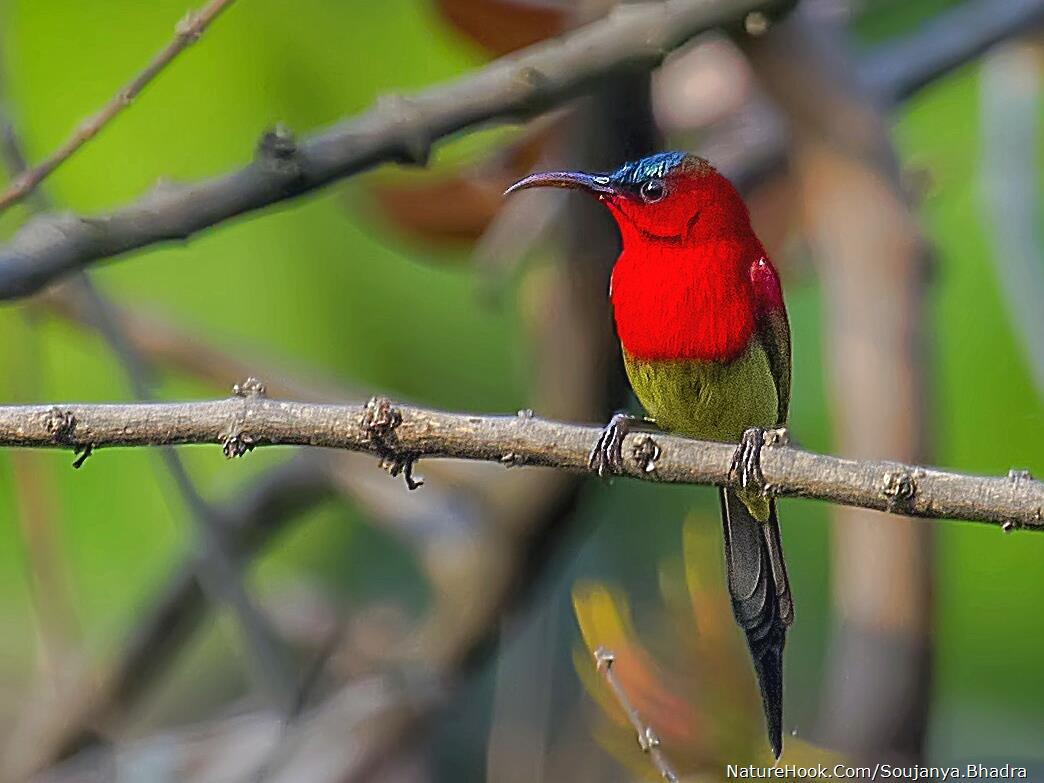 Crimson Sunbird 