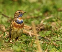 Bluethroat