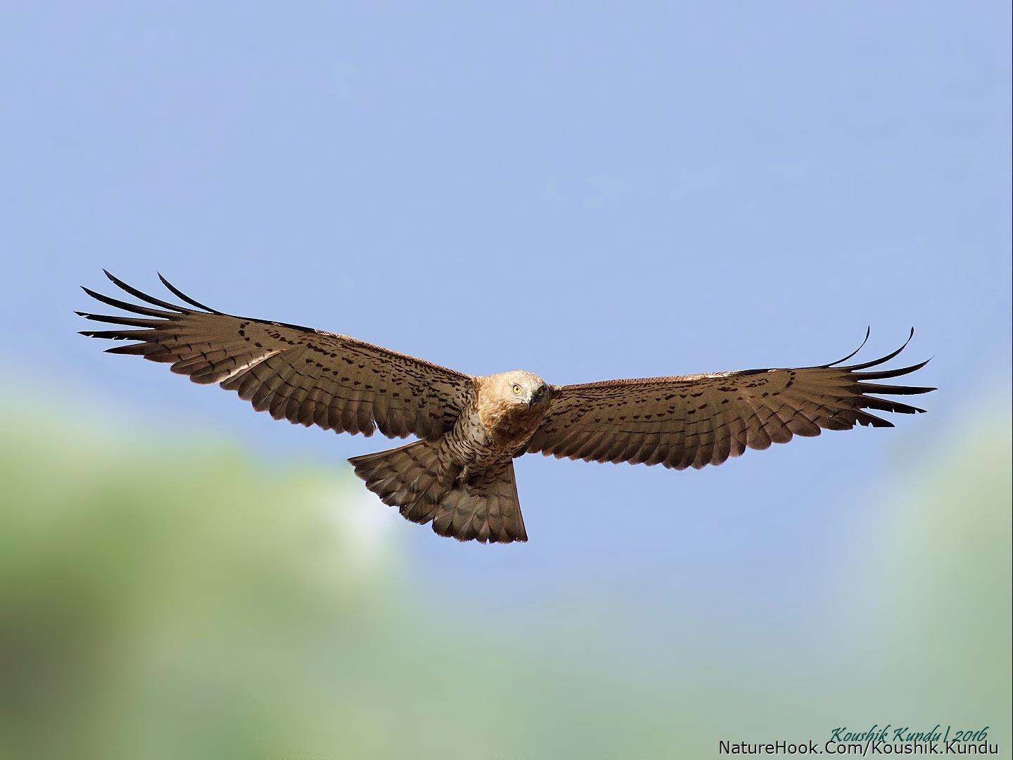 Short toed snake eagle 