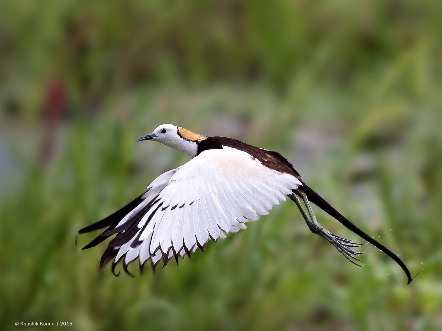 Pheasant-tailed jacana 