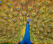 INDIAN PEAFOWL ,PEACOCK 