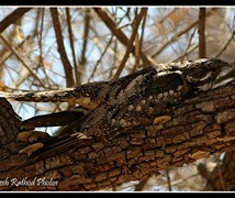 Jungle nightjar