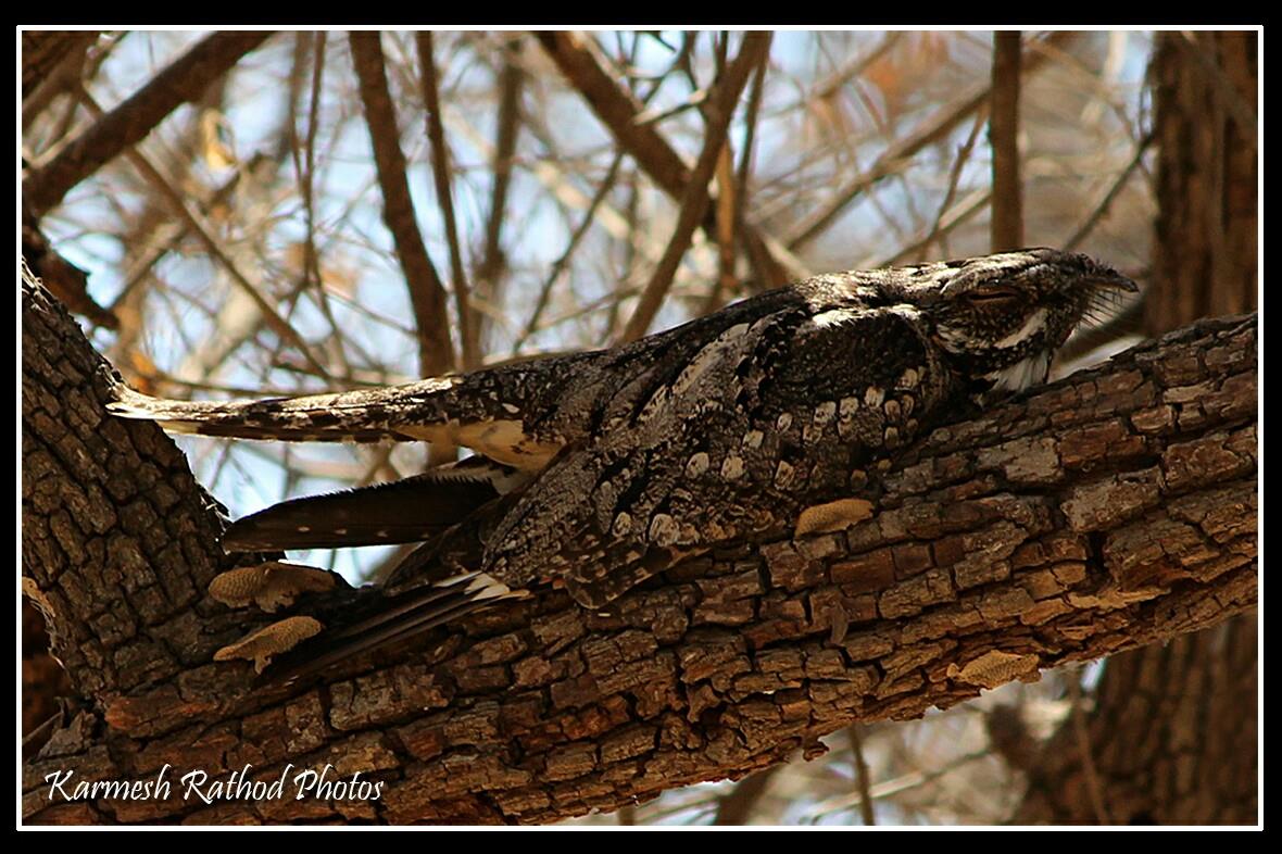 Jungle nightjar