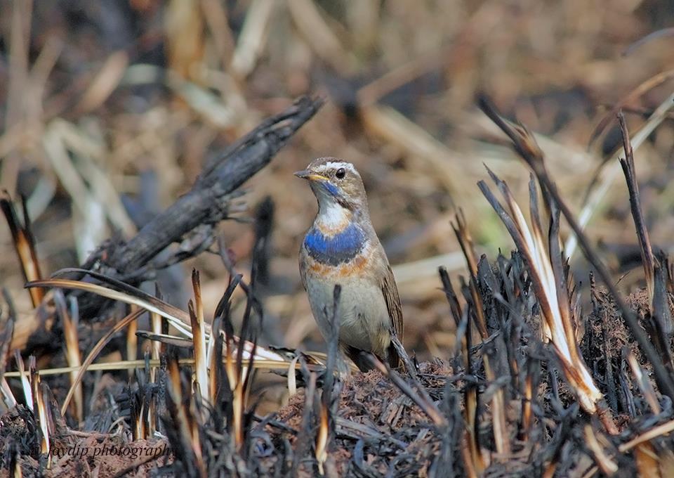 Bluethroat ( Male )