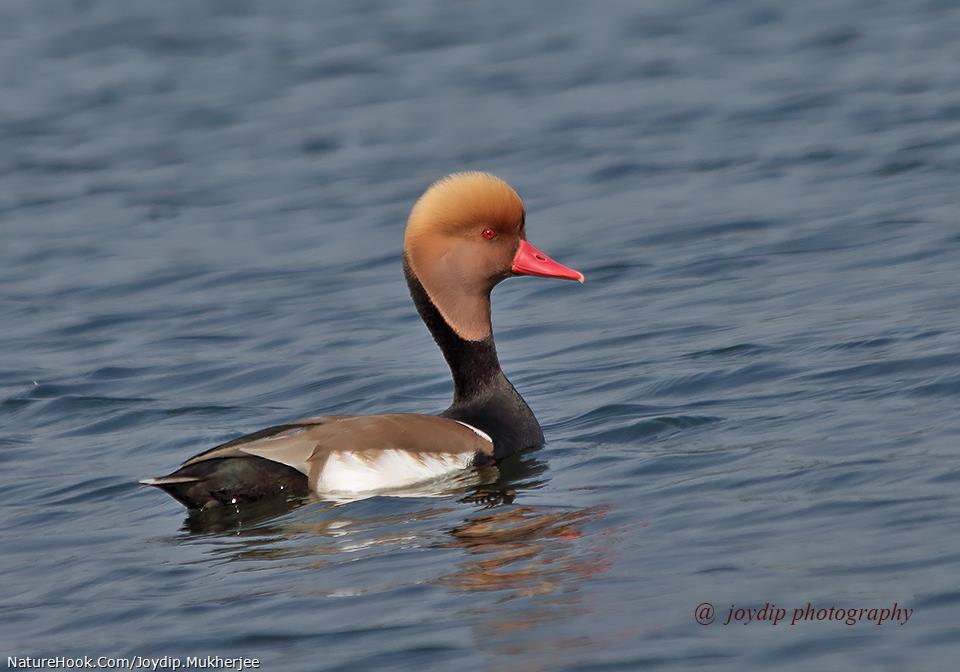 Red-crested Pochard 