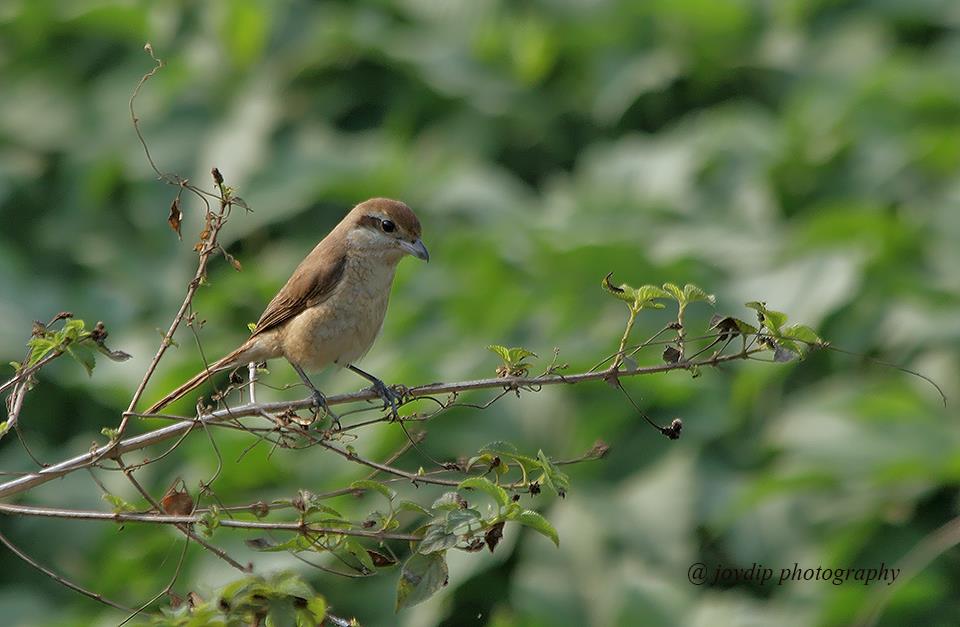 Brown Shrike 