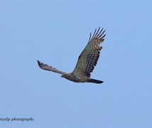 Oriental Honey-buzzard 