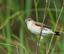 Indian Silverbill 