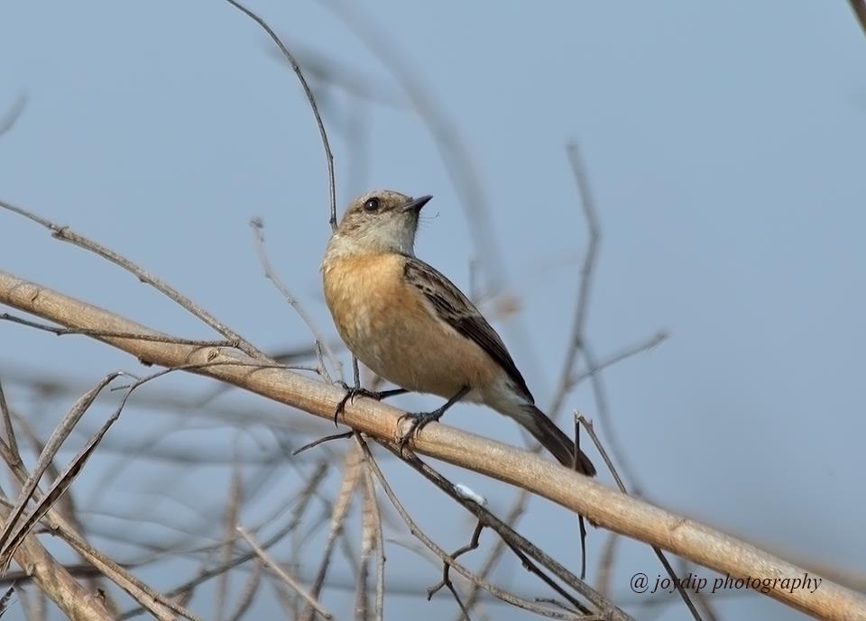 Siberian Stonechat ( female )