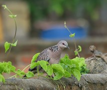 Spotted Dove 