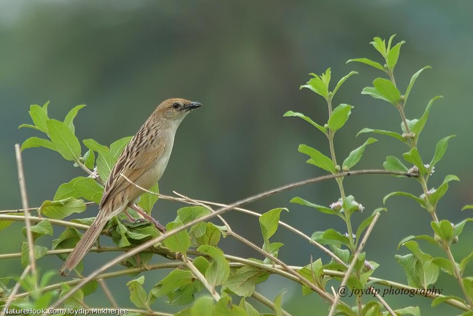 Bristled Grassbird 