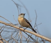 Siberian Stonechat ( female )