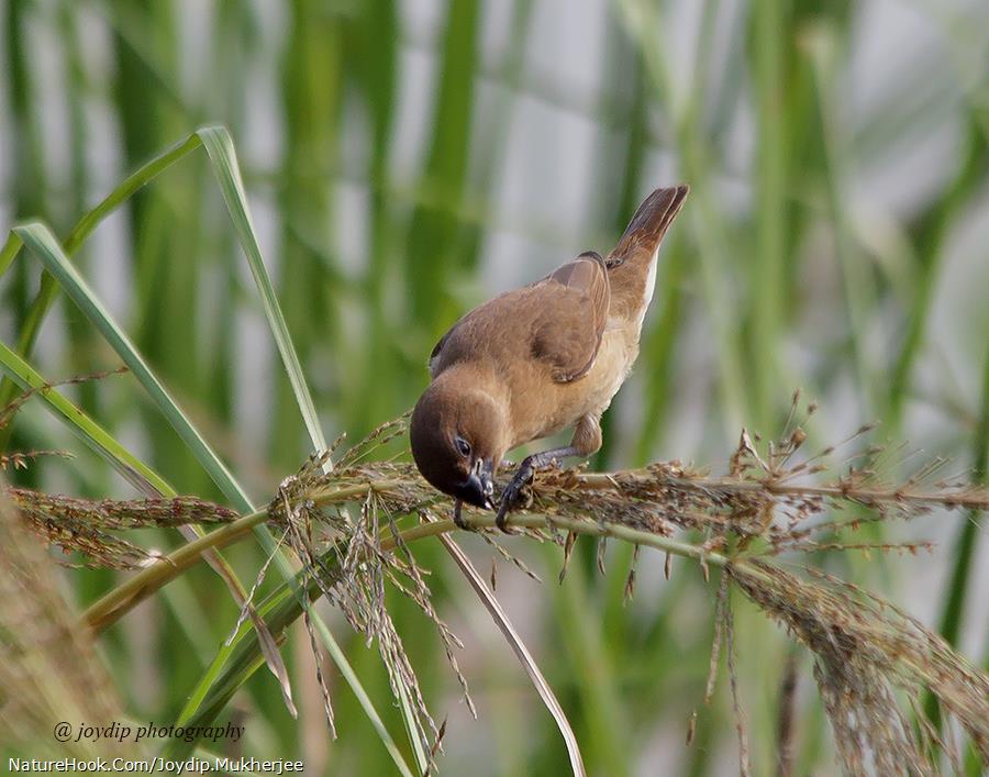 Scaly-breasted Munia ( Juv )