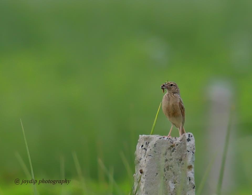 Paddy-field Pipit