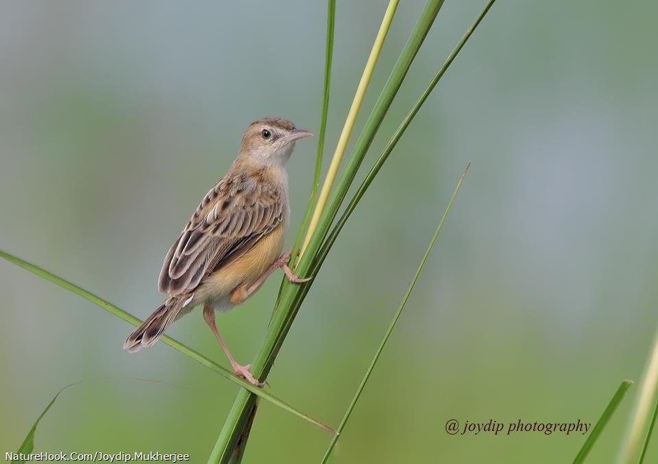 Zitting Cisticola