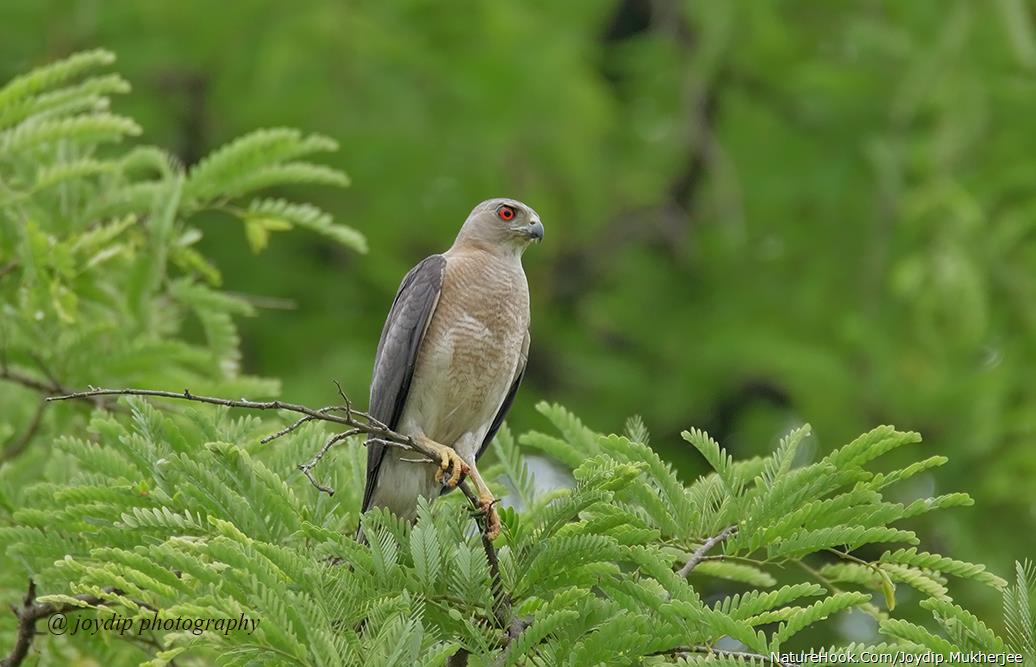 Shikra ( Male )