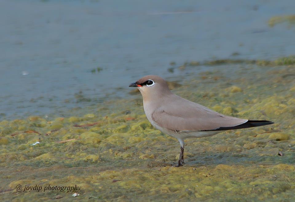 Small Pratincole 