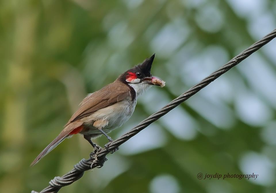 Red-wiskered Bulbul 