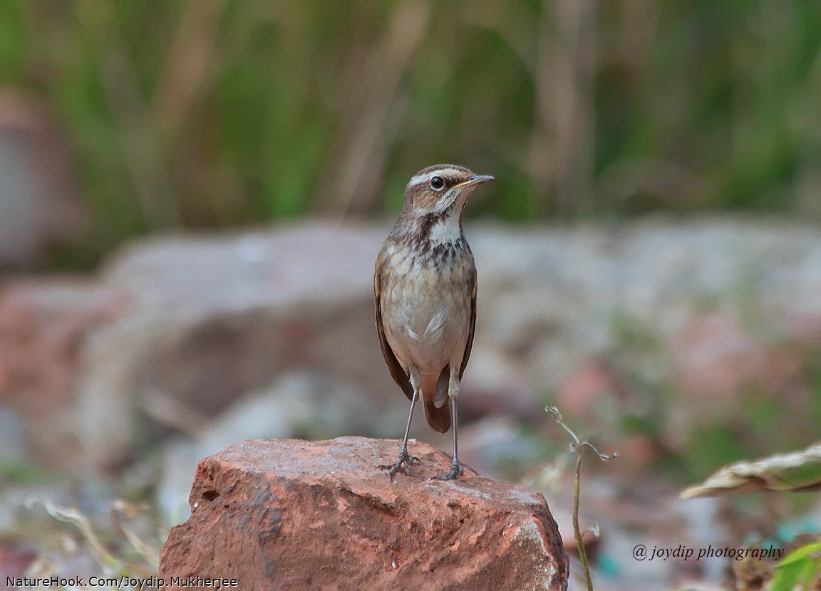 Bluethroat 