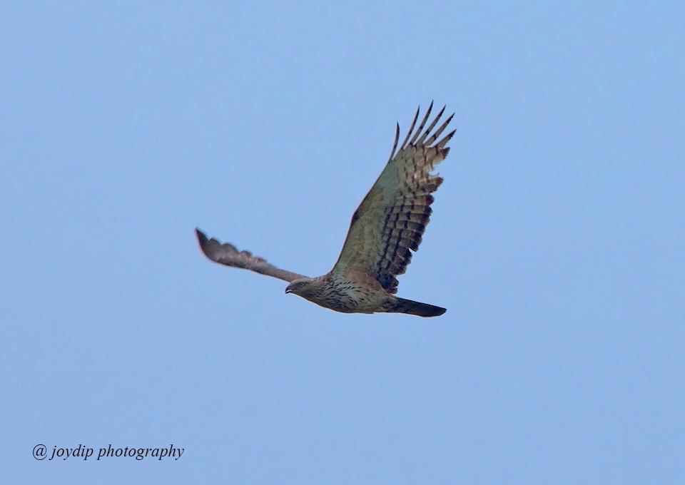 Oriental Honey-buzzard 