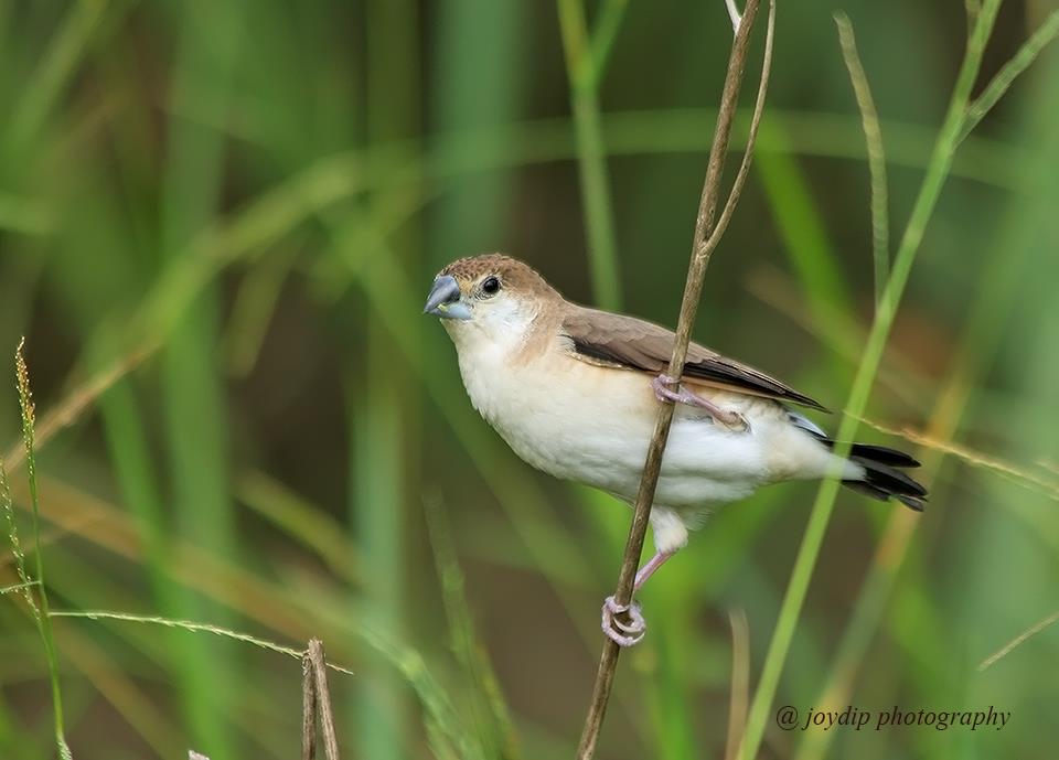 Indian Silverbill 