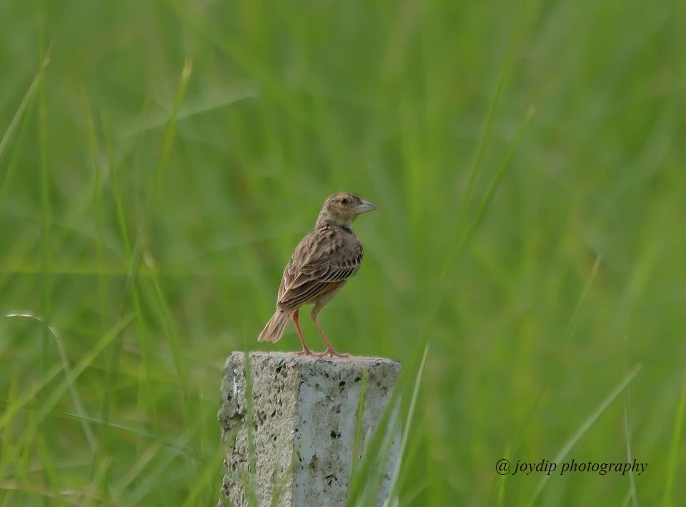 Bengal Bushlark