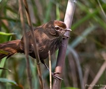 Marsh Babbler