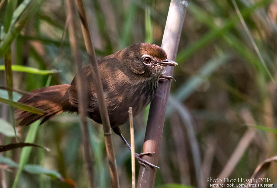 Marsh Babbler