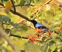 Asian Fairy Bluebird