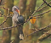 Malabar Grey Hornbill