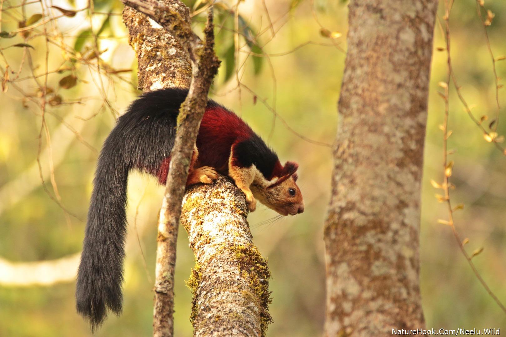 Malabar Giant Squirrel