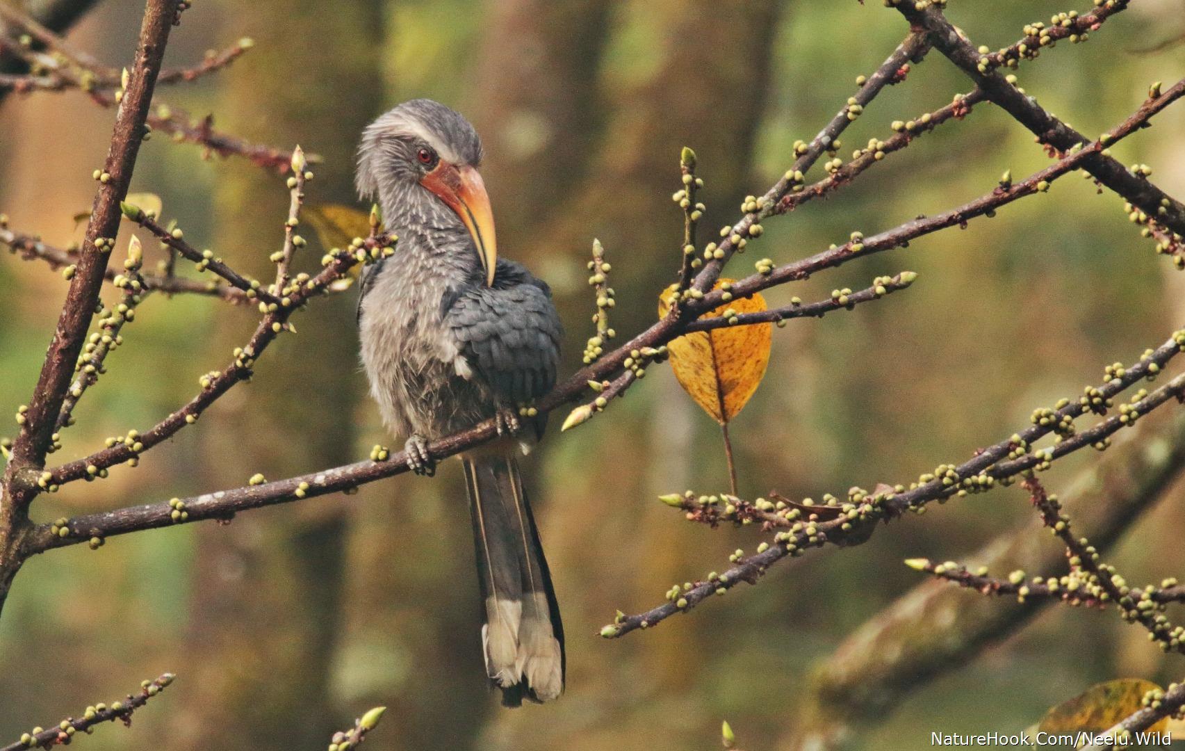 Malabar Grey Hornbill