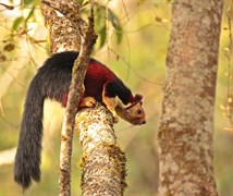 Malabar Giant Squirrel