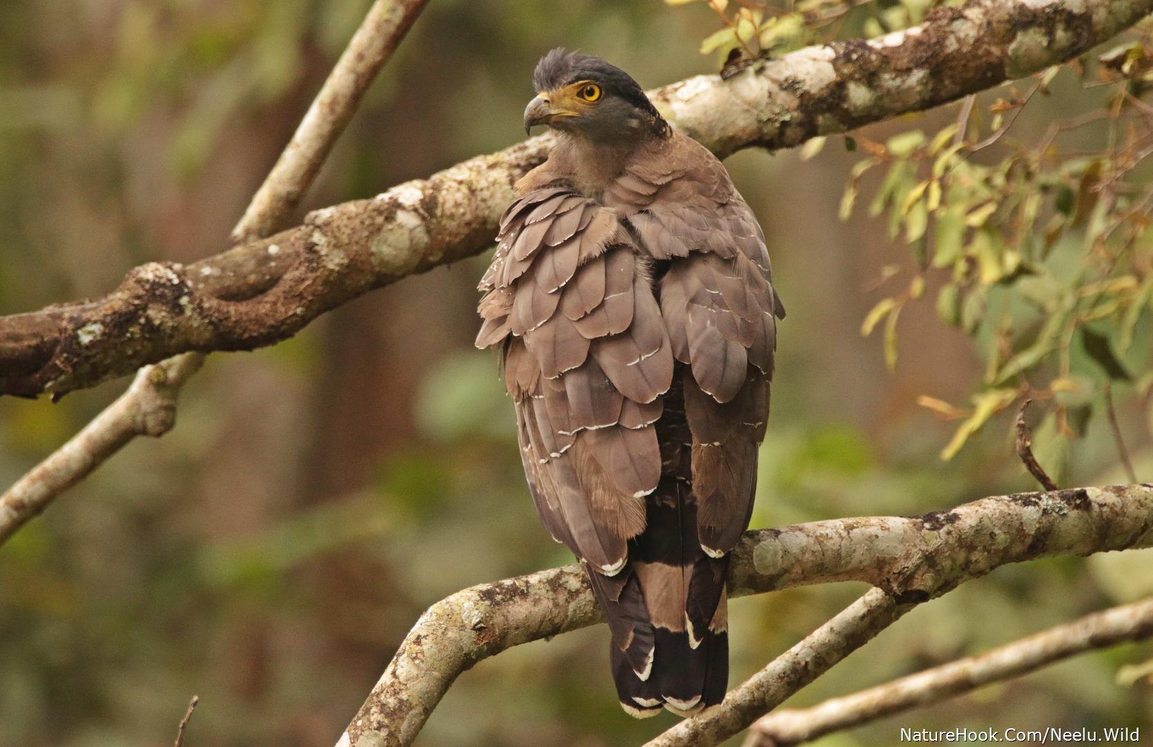 Crested Serpent Eagle