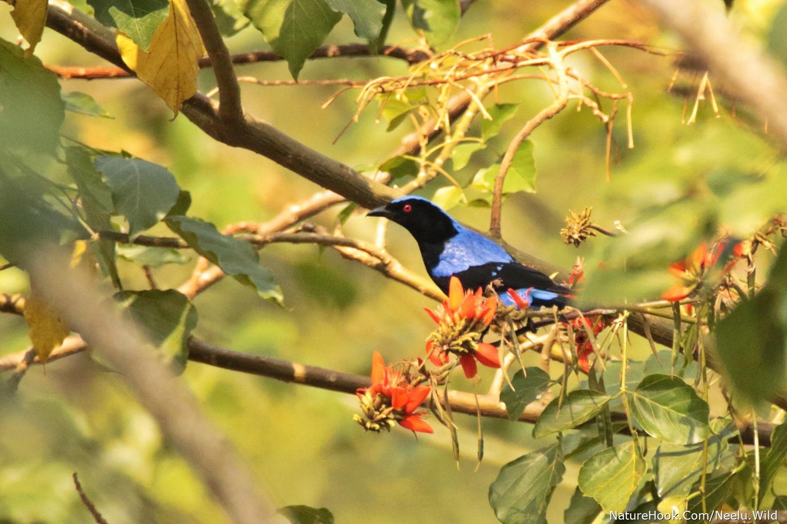 Asian Fairy Bluebird