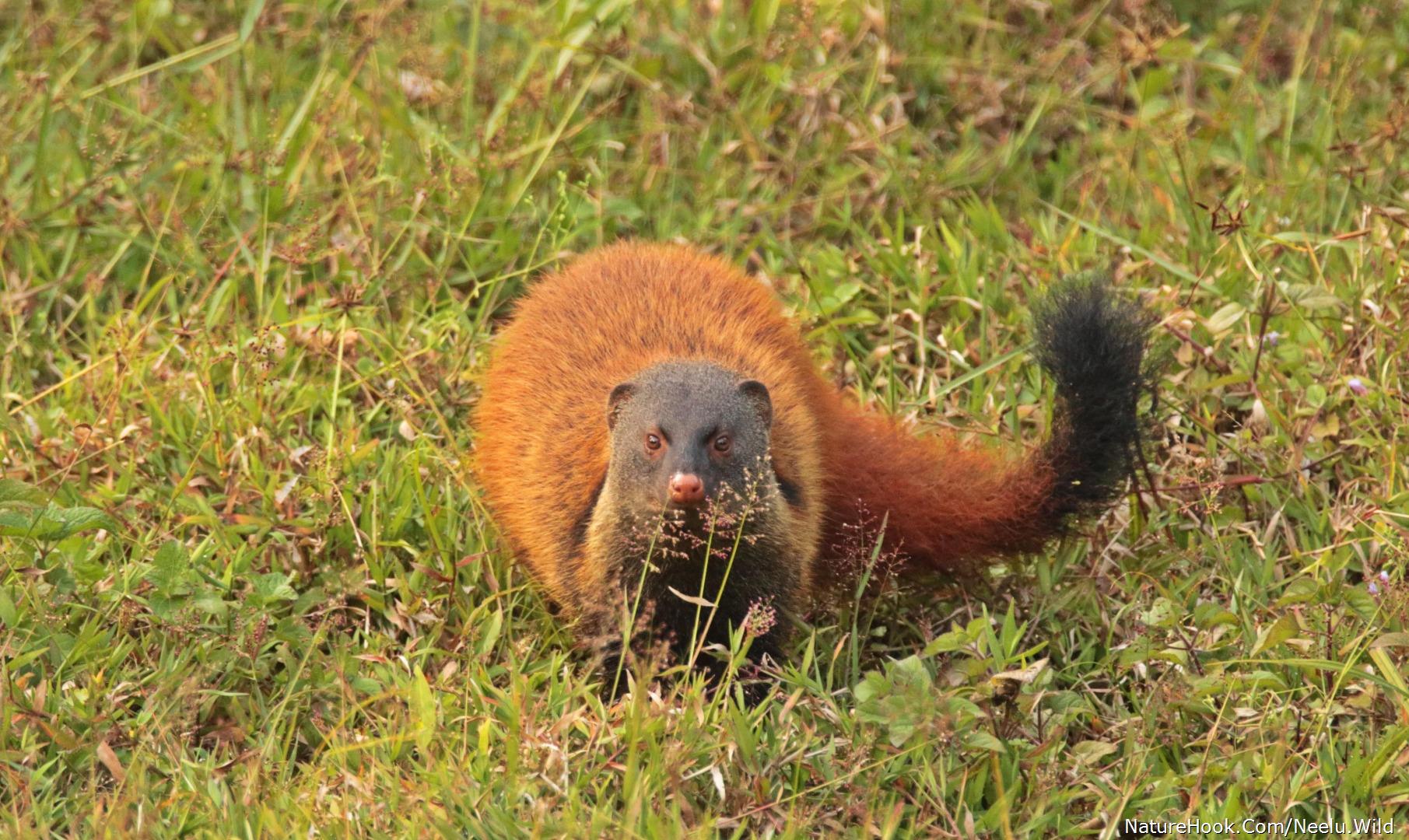 Stripe Necked Mongoose