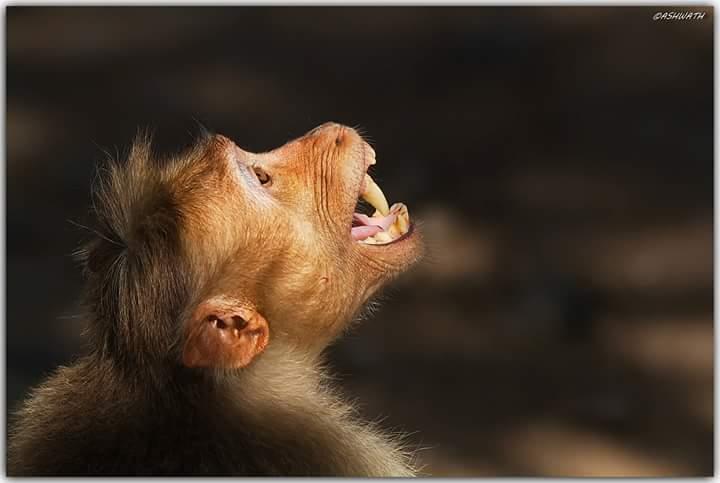 Bonnet macaque