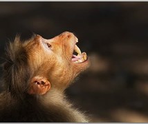 Bonnet macaque